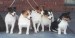 jack_russell_terrier_01_puppies_for_sale.jpg