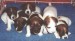 jack_russell_terrier_02_puppies_for_sale.jpg